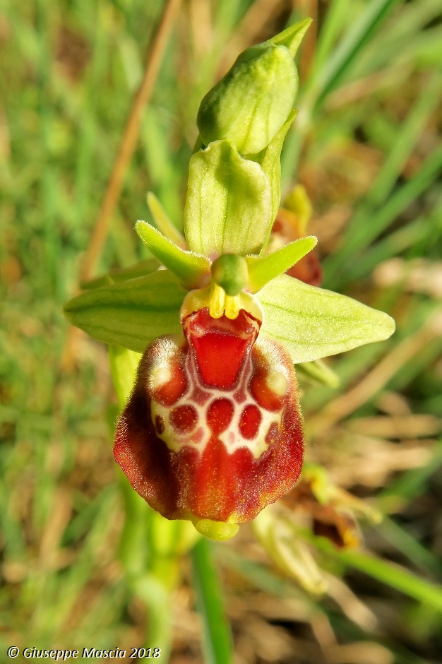 Ophrys oxyrrhynchos subsp. ingrassiae